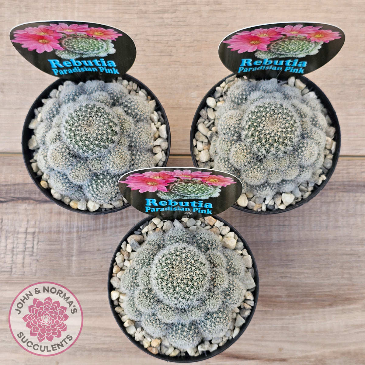 Rebutia 'Paradisian Pink' (Lg)