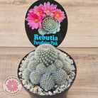 Rebutia 'Paradisian Pink' (Lg)