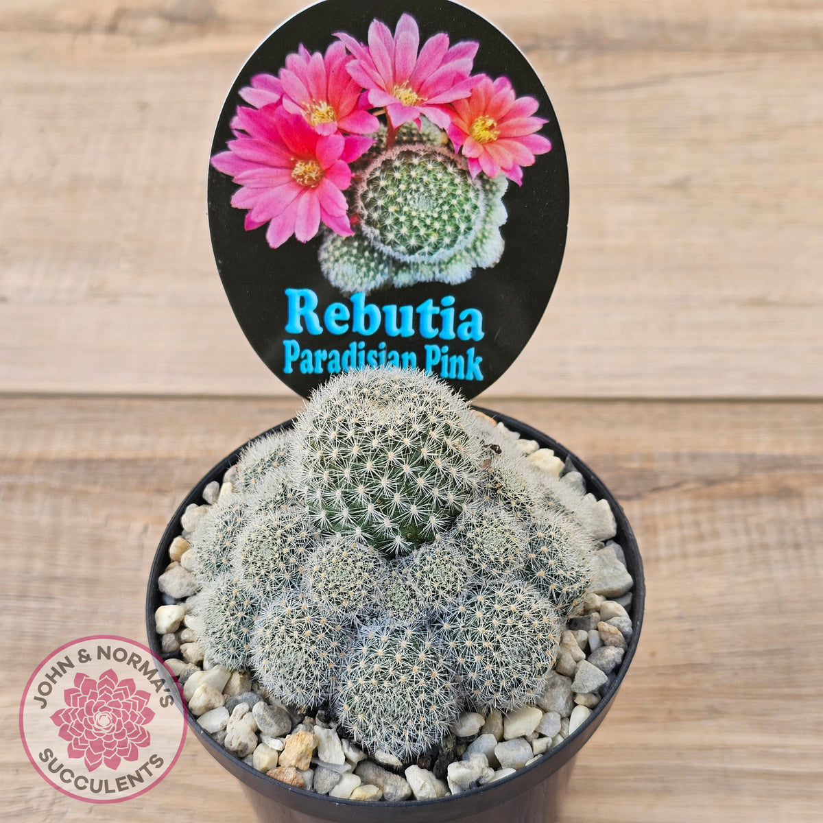 Rebutia 'Paradisian Pink' (Lg)