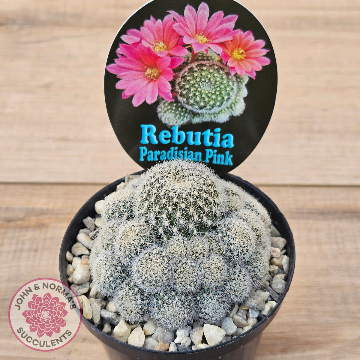 Rebutia 'Paradisian Pink' (Lg)