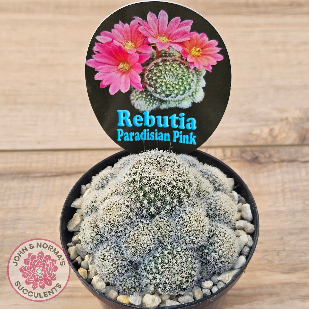 Rebutia 'Paradisian Pink' (Lg)