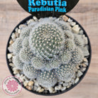 Rebutia 'Paradisian Pink' (Lg)