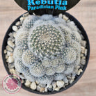 Rebutia 'Paradisian Pink' (Lg)