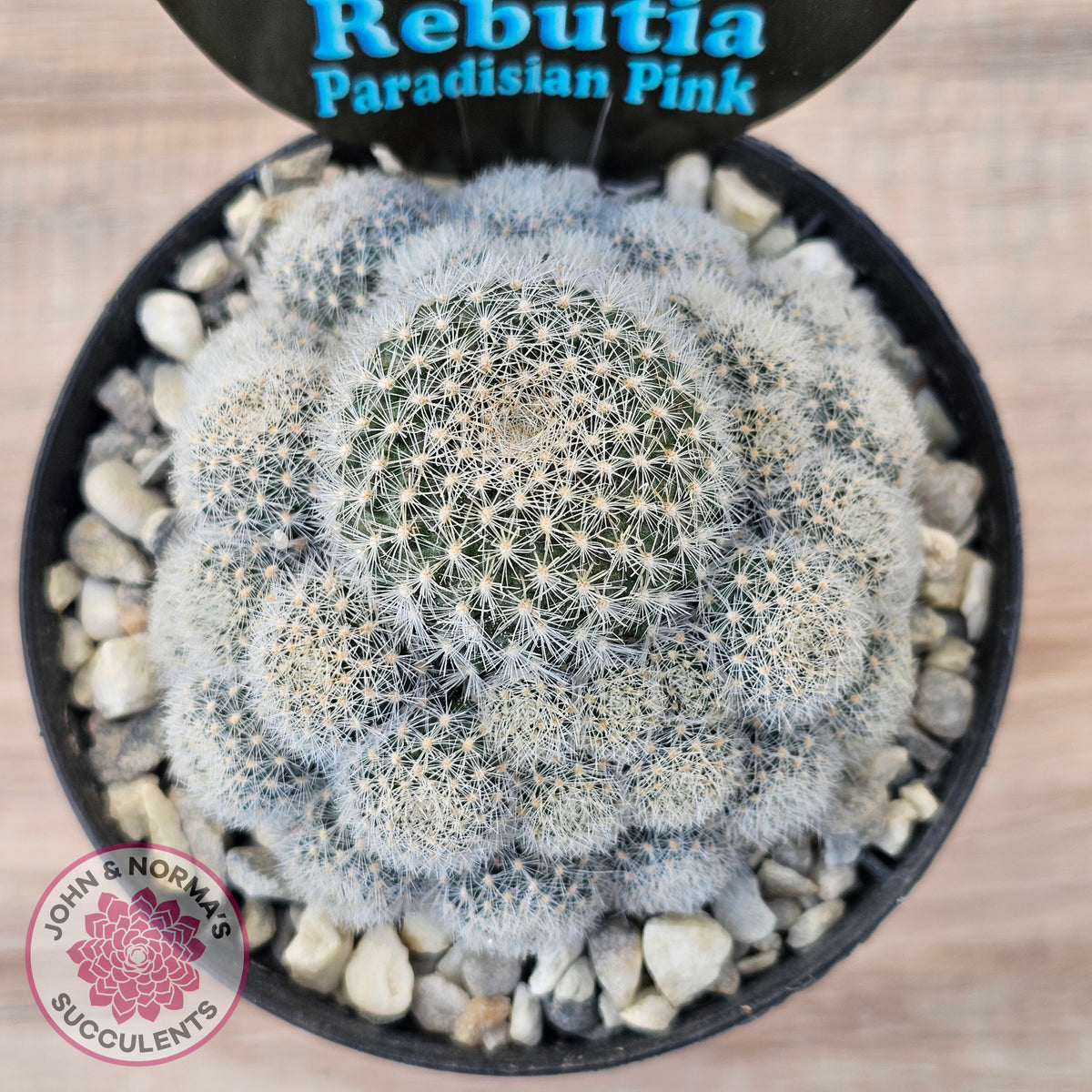 Rebutia 'Paradisian Pink' (Lg)