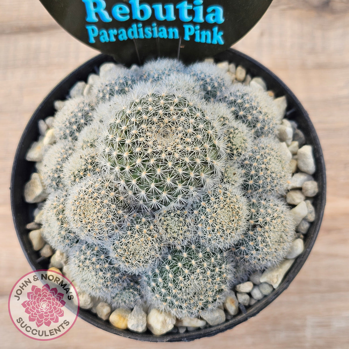 Rebutia 'Paradisian Pink' (Lg)