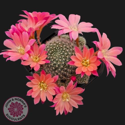 Rebutia 'Paradisian Pink' (Lg)