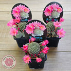 Rebutia 'Paradisian Pink' (Lg)