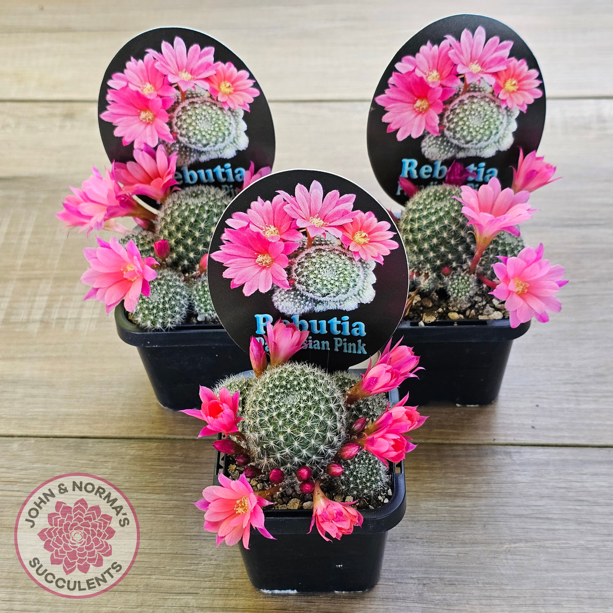 Rebutia 'Paradisian Pink' (Lg)