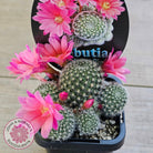 Rebutia 'Paradisian Pink' (Lg)