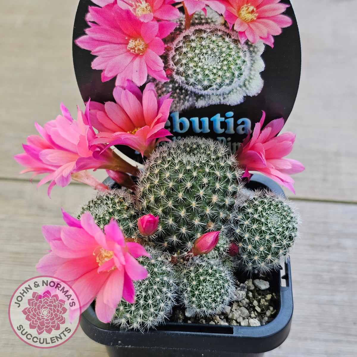 Rebutia 'Paradisian Pink' (Lg)