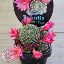 Load image into Gallery viewer, Rebutia &#39;Paradisian Pink&#39;
