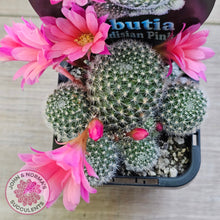 Load image into Gallery viewer, Rebutia &#39;Paradisian Pink&#39;
