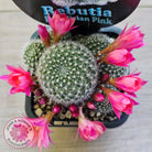 Rebutia 'Paradisian Pink' (Lg)