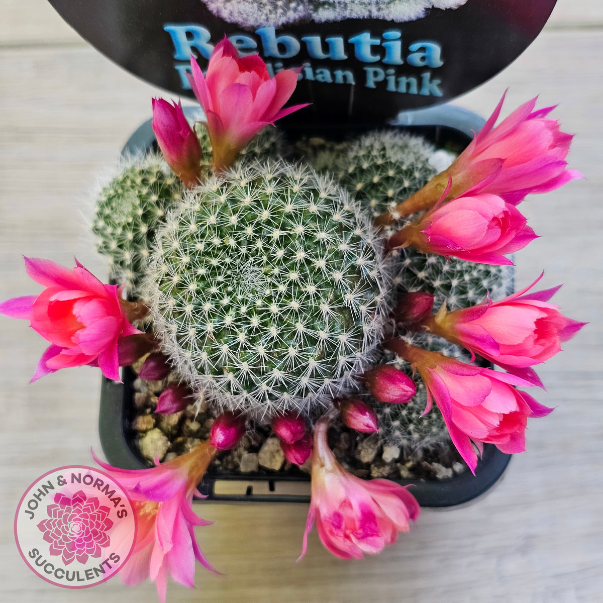 Rebutia 'Paradisian Pink' (Lg)