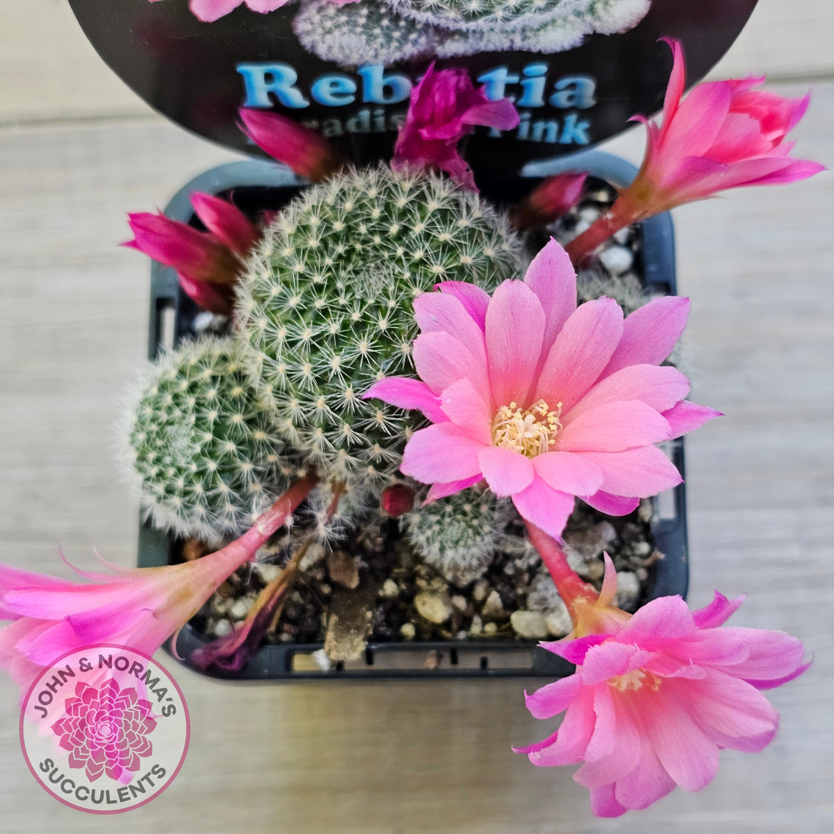 Rebutia 'Paradisian Pink' (Lg)