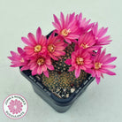Rebutia 'Pink Sensation'