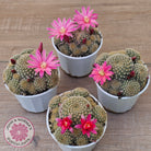 Rebutia 'Pink Sensation'