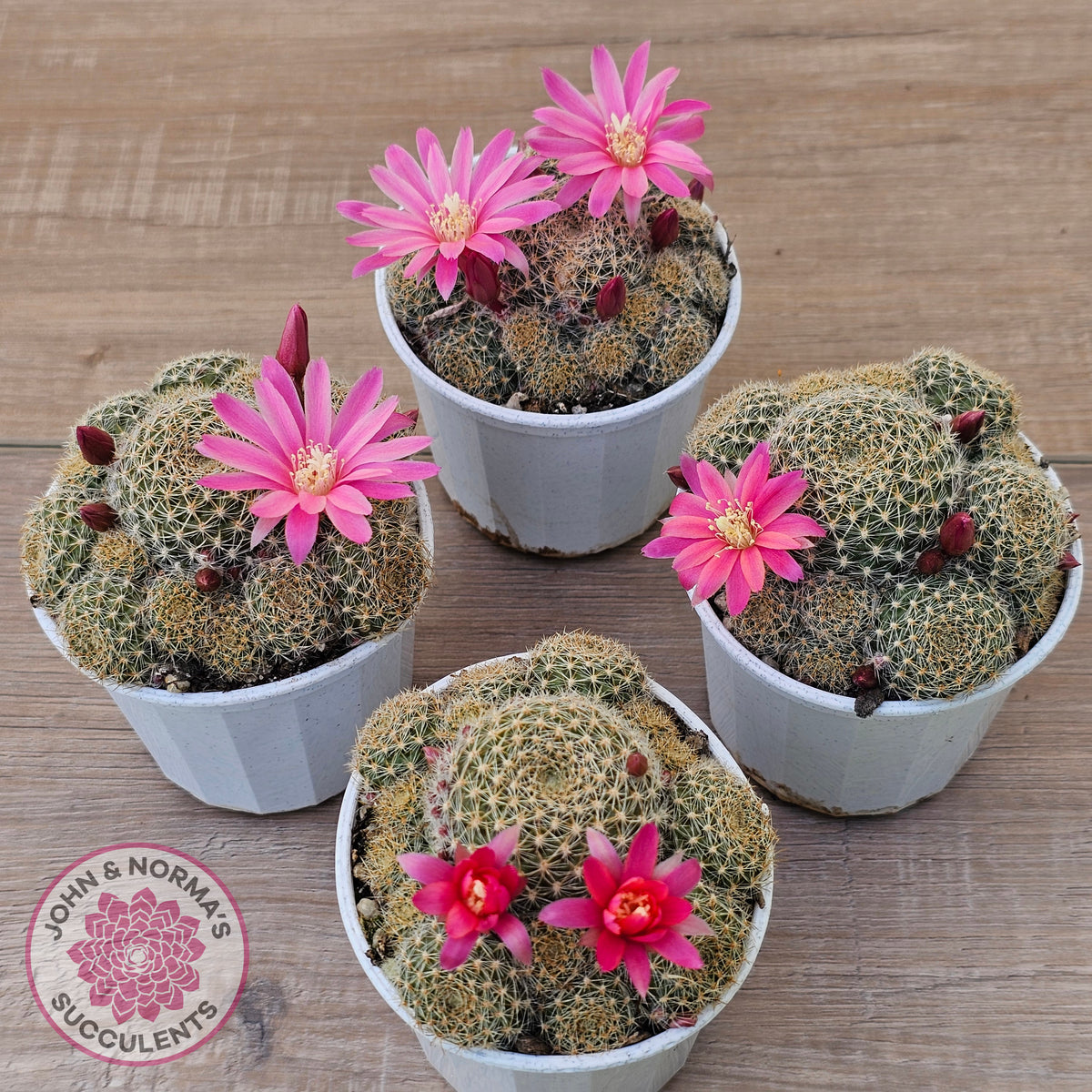 Rebutia 'Pink Sensation'