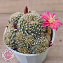 Load image into Gallery viewer, Rebutia &#39;Pink Sensation&#39;
