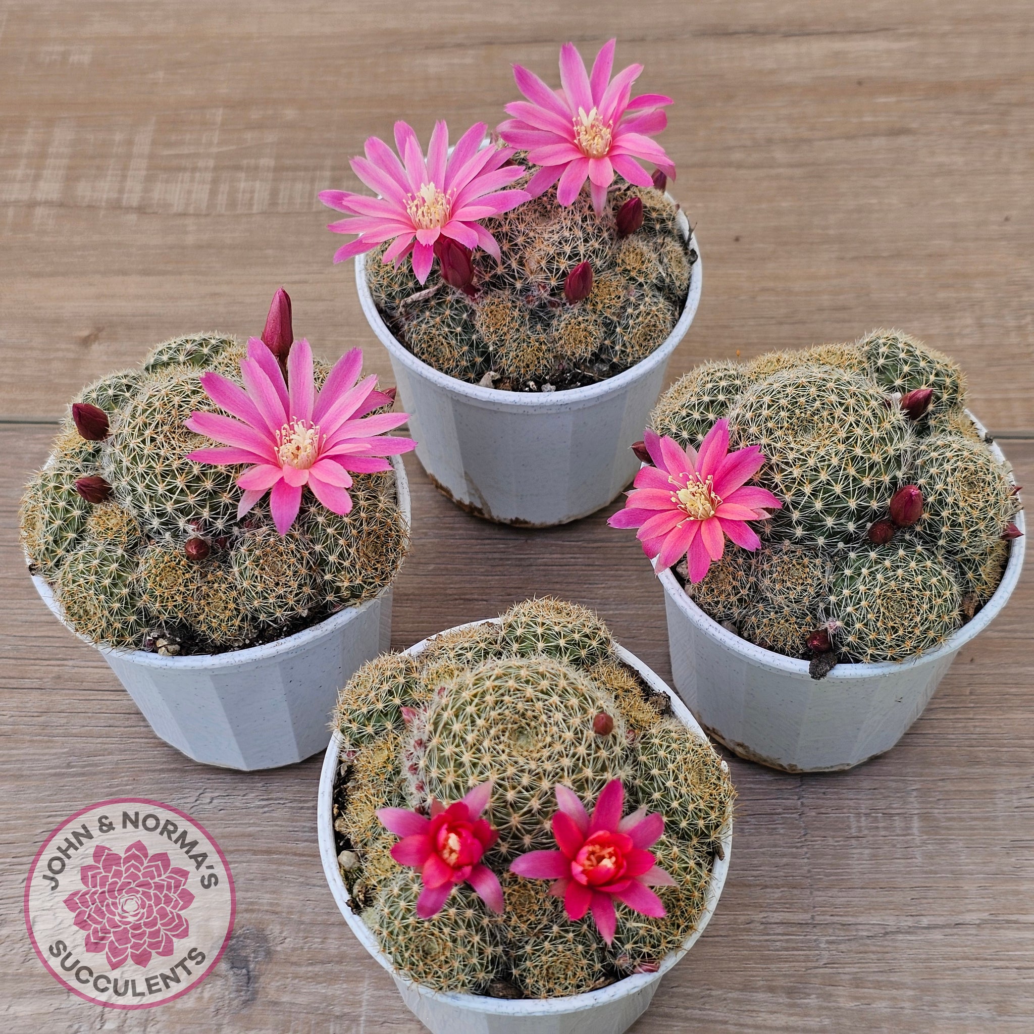 succulents with pink flowers australia Buy Rebutia 'Pink Sensation' Australia