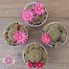 Rebutia 'Pink Sensation'