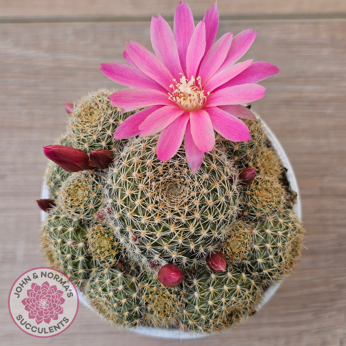 Rebutia 'Pink Sensation'
