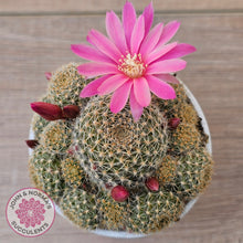 Load image into Gallery viewer, Rebutia &#39;Pink Sensation&#39;
