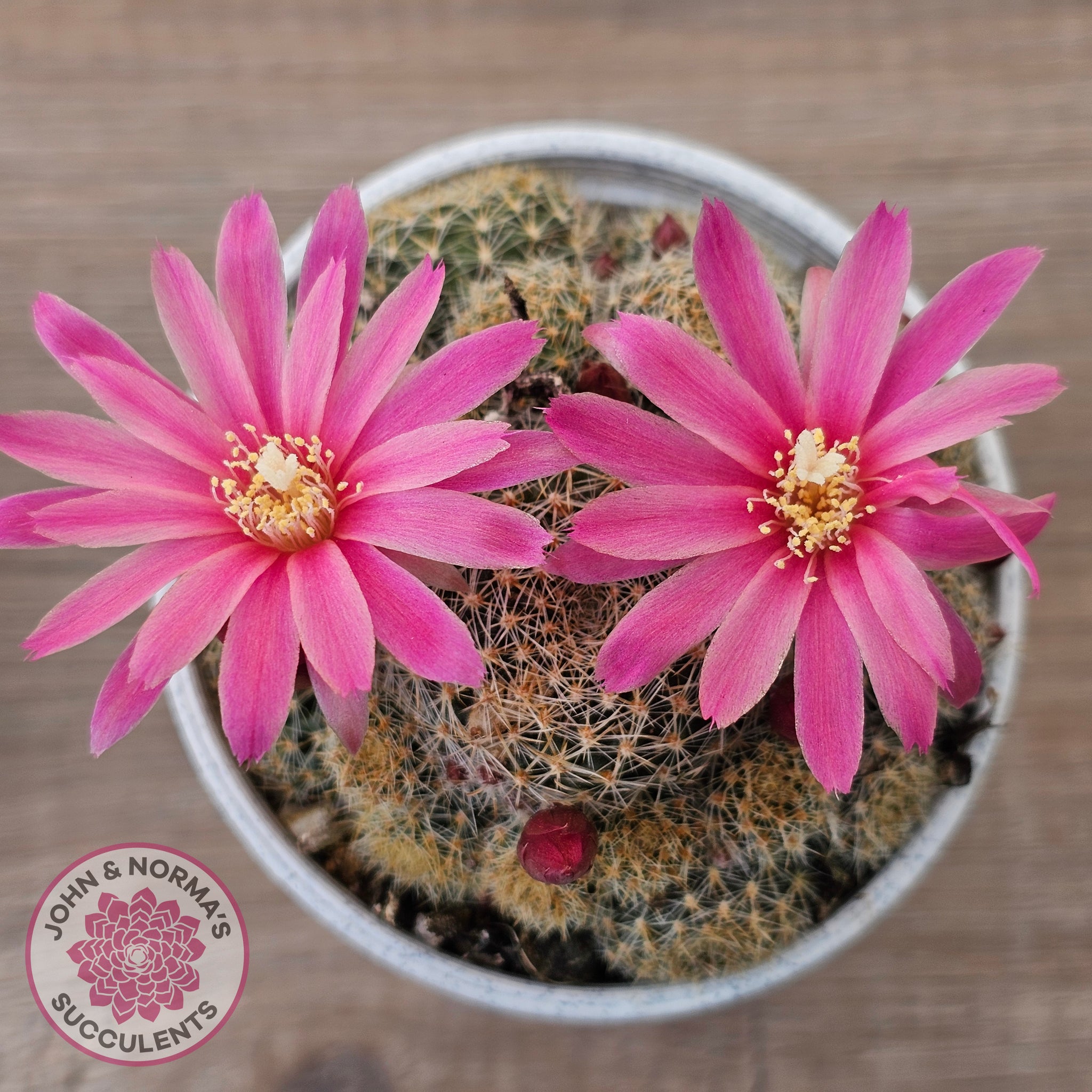 succulents with pink flowers australia Buy Rebutia 'Pink Sensation' Australia