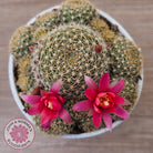 Rebutia 'Pink Sensation'