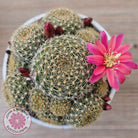 Rebutia 'Pink Sensation'