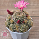 Rebutia 'Pink Sensation'