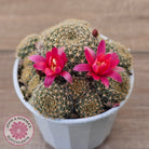 Rebutia 'Pink Sensation'
