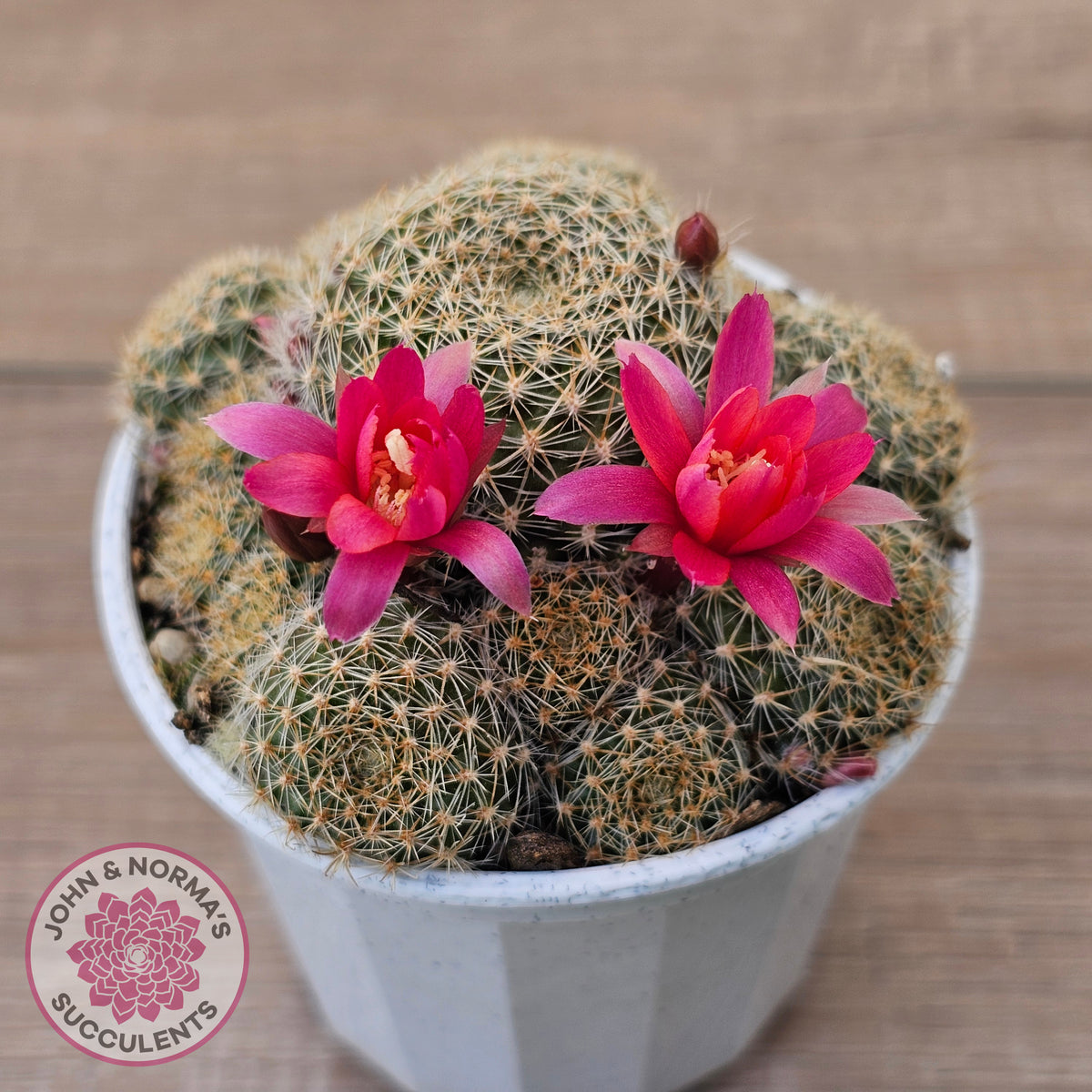 Rebutia 'Pink Sensation'
