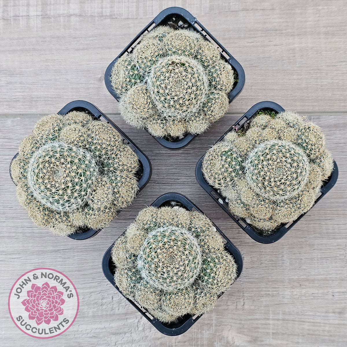 Rebutia 'Pink Sensation'