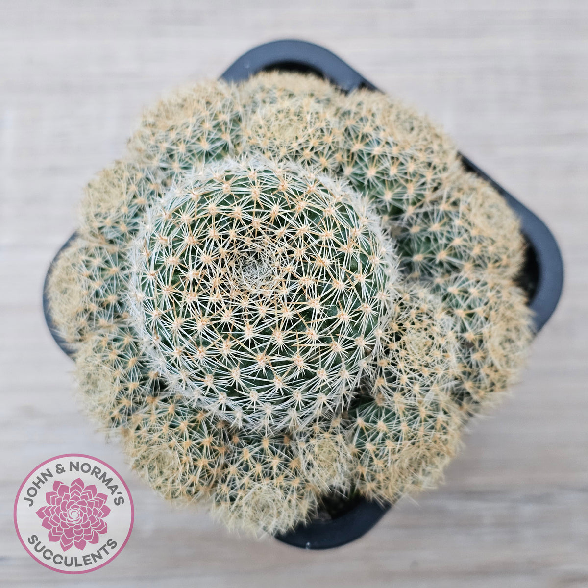 Rebutia 'Pink Sensation'