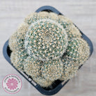 Rebutia 'Pink Sensation'