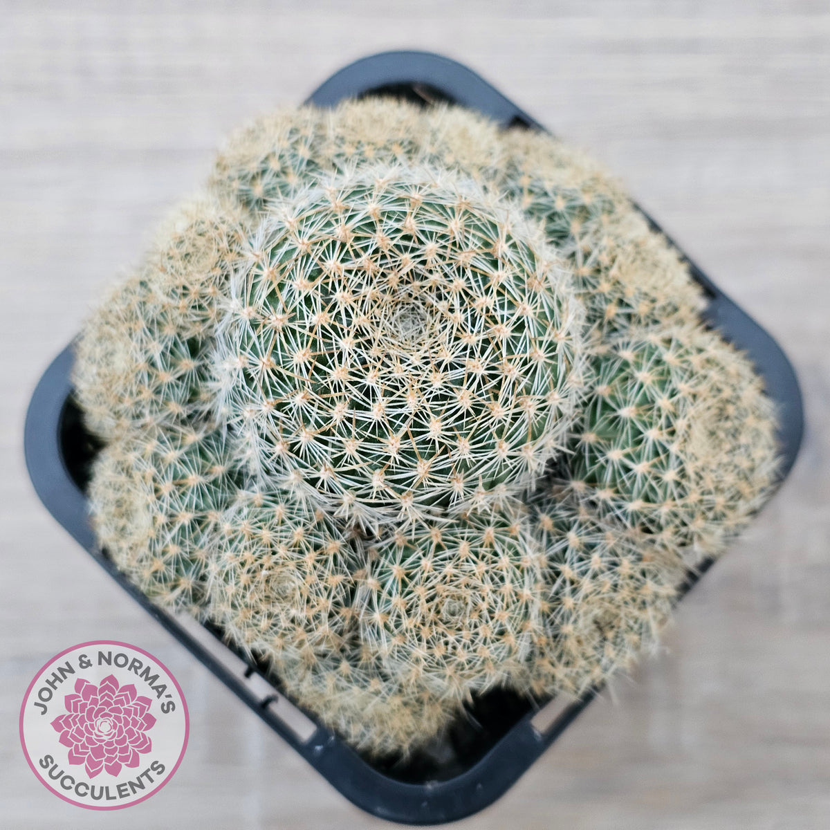 Rebutia 'Pink Sensation'