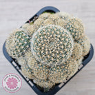 Rebutia 'Pink Sensation'