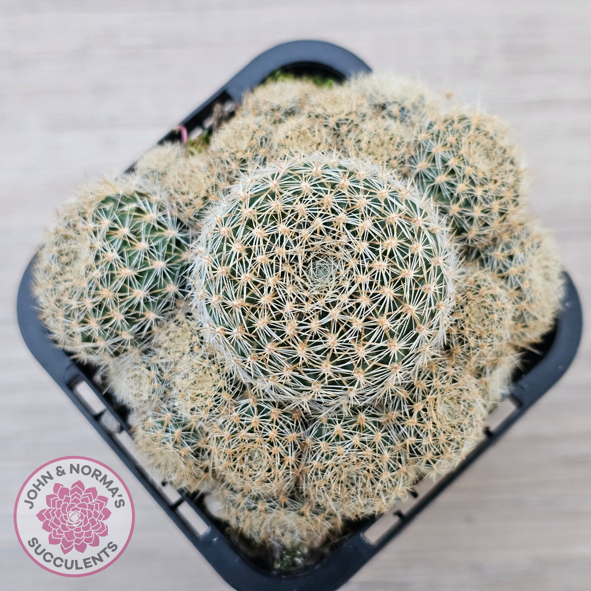 Rebutia 'Pink Sensation'