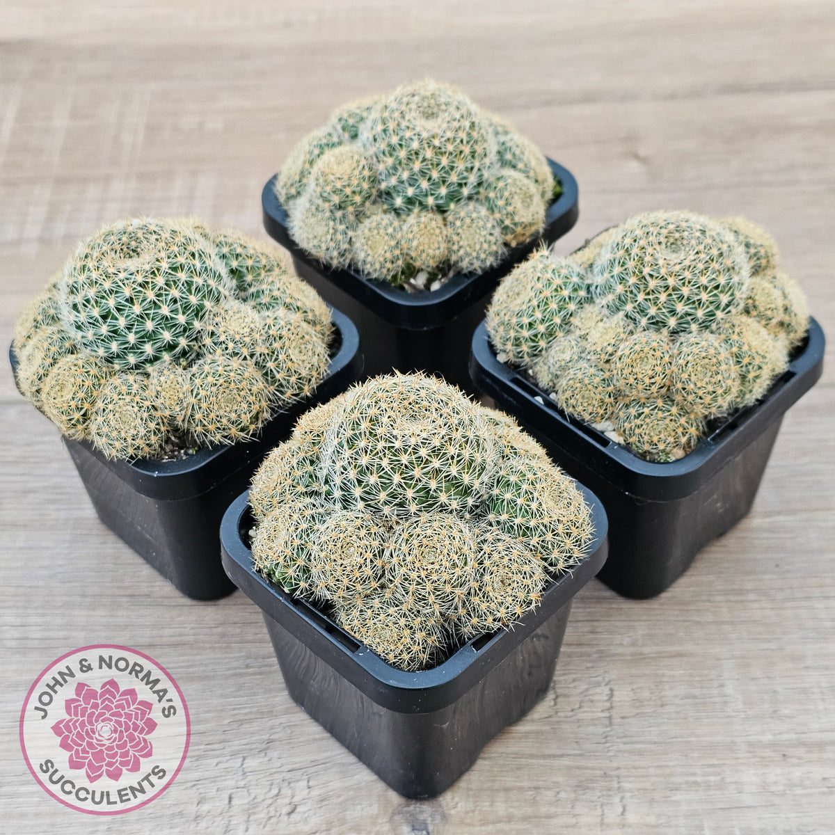 Rebutia 'Pink Sensation'
