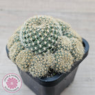 Rebutia 'Pink Sensation'
