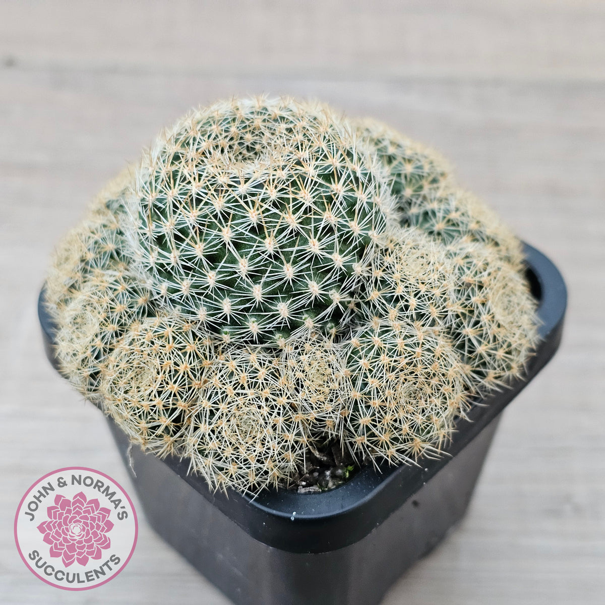 Rebutia 'Pink Sensation'