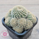 Rebutia 'Pink Sensation'