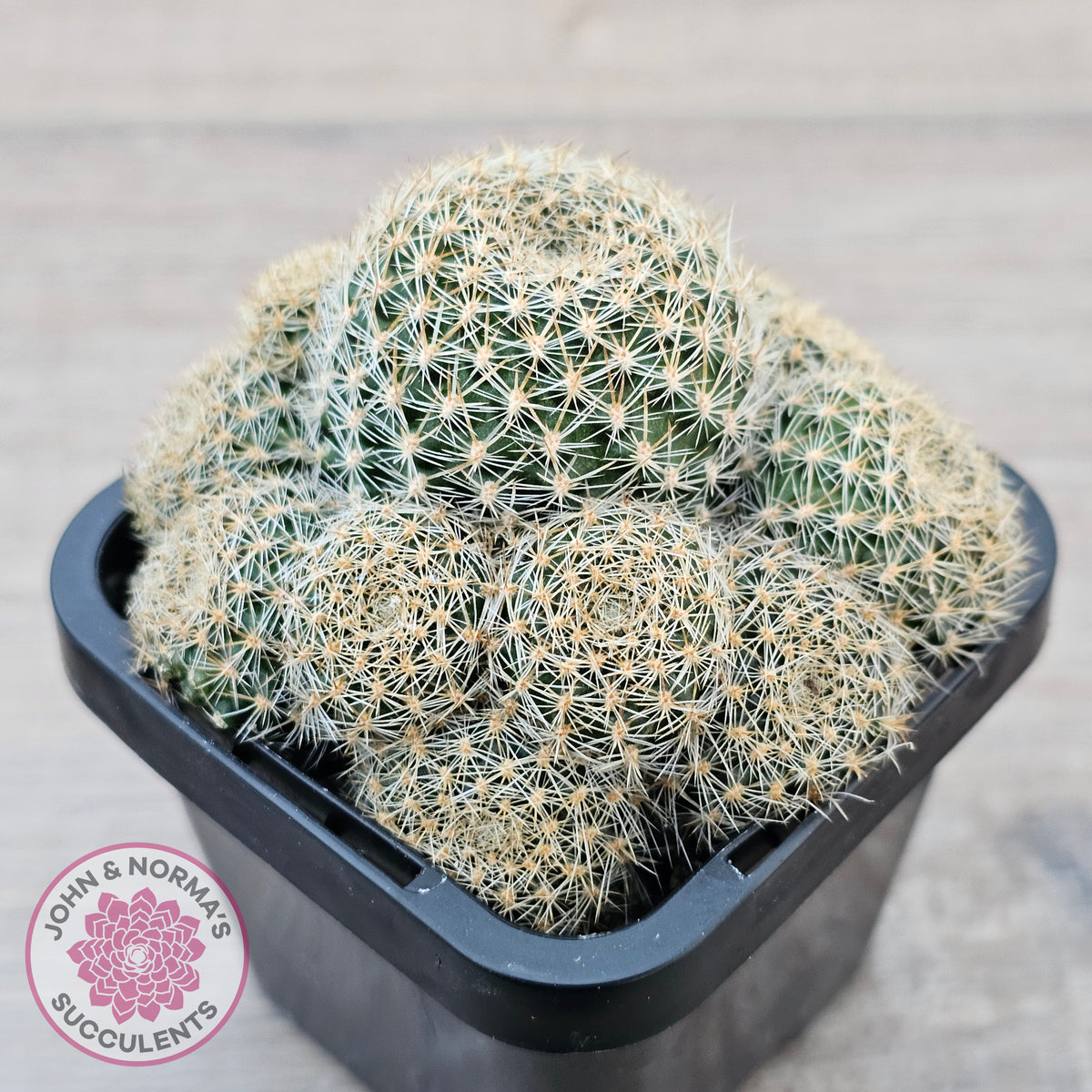 Rebutia 'Pink Sensation'