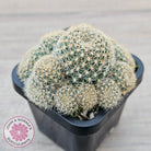 Rebutia 'Pink Sensation'
