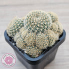 Rebutia 'Pink Sensation'