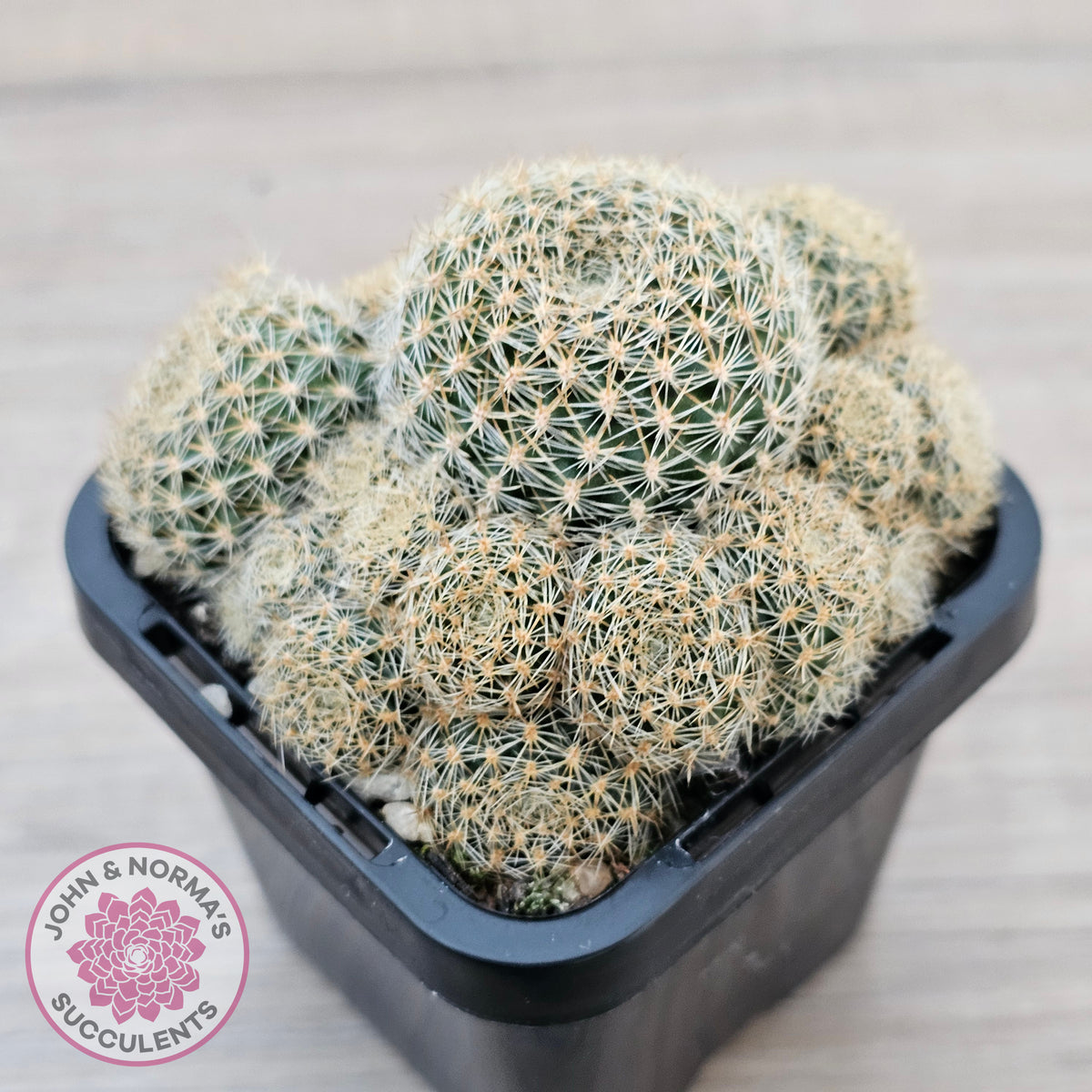 Rebutia 'Pink Sensation'
