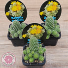Rebutia pulvinosa 'Crown Cactus' (Yellow flowers)