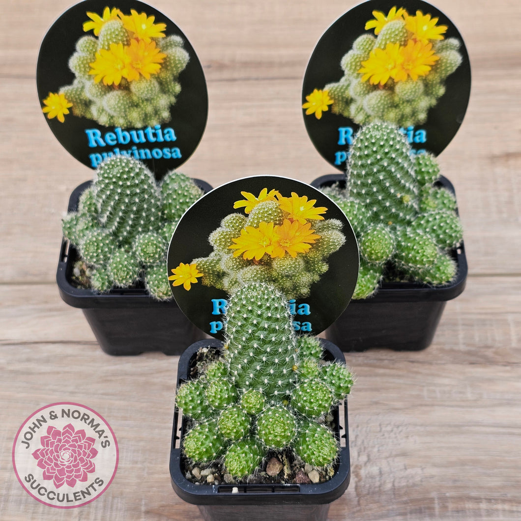 Rebutia pulvinosa 'Crown Cactus' (Yellow flowers)