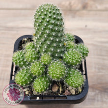 Load image into Gallery viewer, Rebutia pulvinosa &#39;Crown Cactus&#39; (Yellow flowers)
